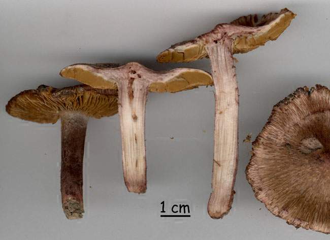 Inocybe jurana